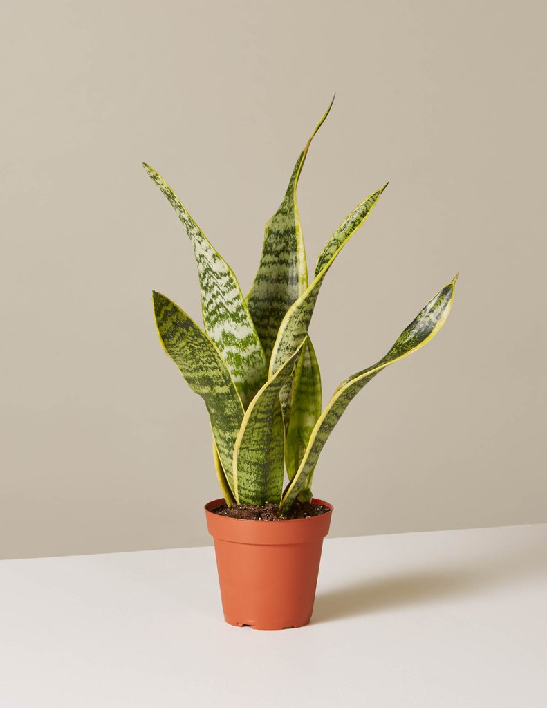 Snake plant local