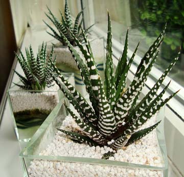 Benefits of having Zebra Cactus (The Bold and The Beautiful)