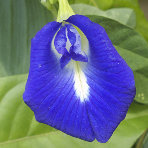 Butterfly Pea Blue (Creeper) Seeds